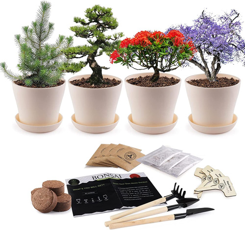 Decorative Bonsai Tree Planting Kit Ten Dollar Gift Ideas