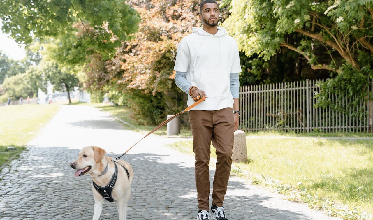 pup, walking, pets