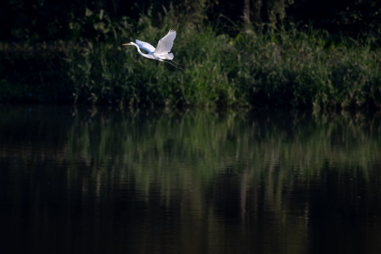 Alabama,Prairie Restoration Program Aimed at Reviving, Black Belt Ecosystems