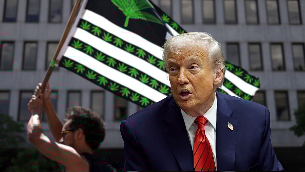 Donald Trump, marijuana, cannabis, theGrio.com