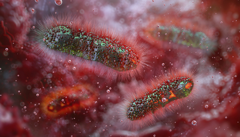 Shigella bacteria, Shigella infection, (XDR) Shigella, What is shigella infection.