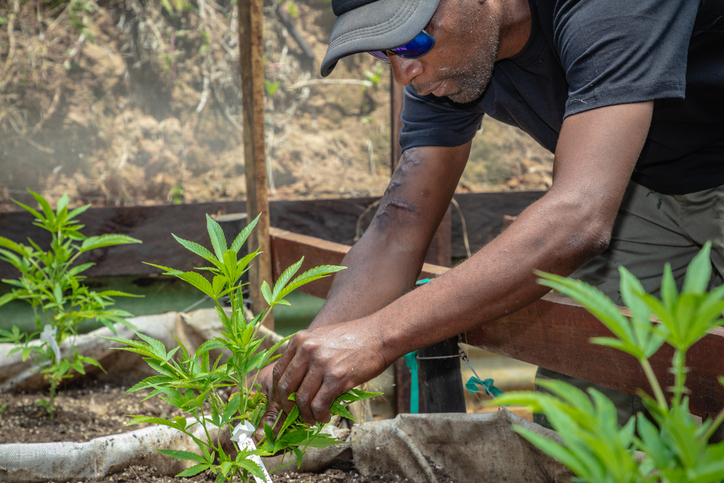 Black Male Farm Worker Inspecting Young Cannabis Plants