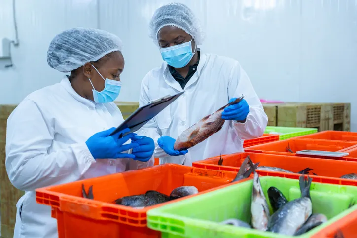 Quality control inspectors checking fish in seafood processing plant, black workers team with clipboard examining fish in crates at industrial factory